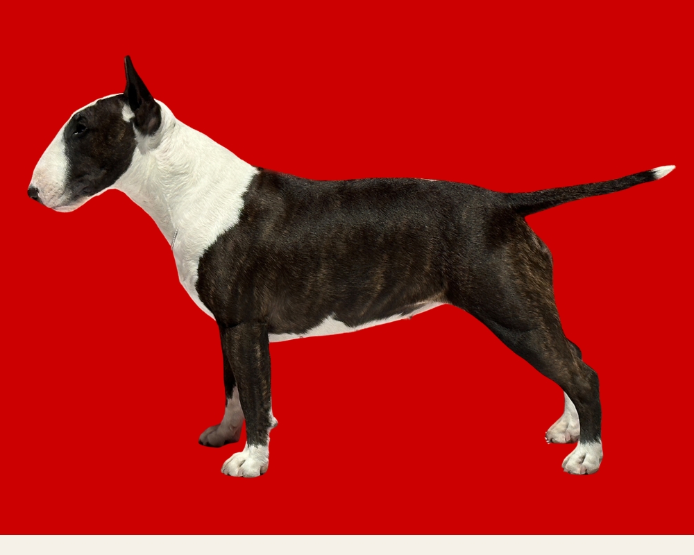 Nora, current dog at Legacy Mini Bull Terriers