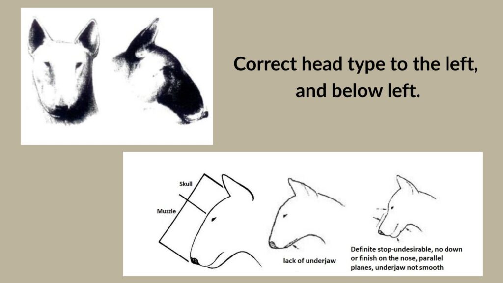 Head Type