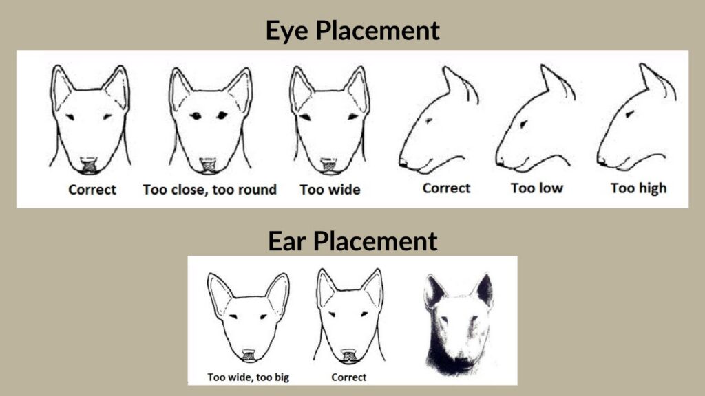 Eye and Ear placement