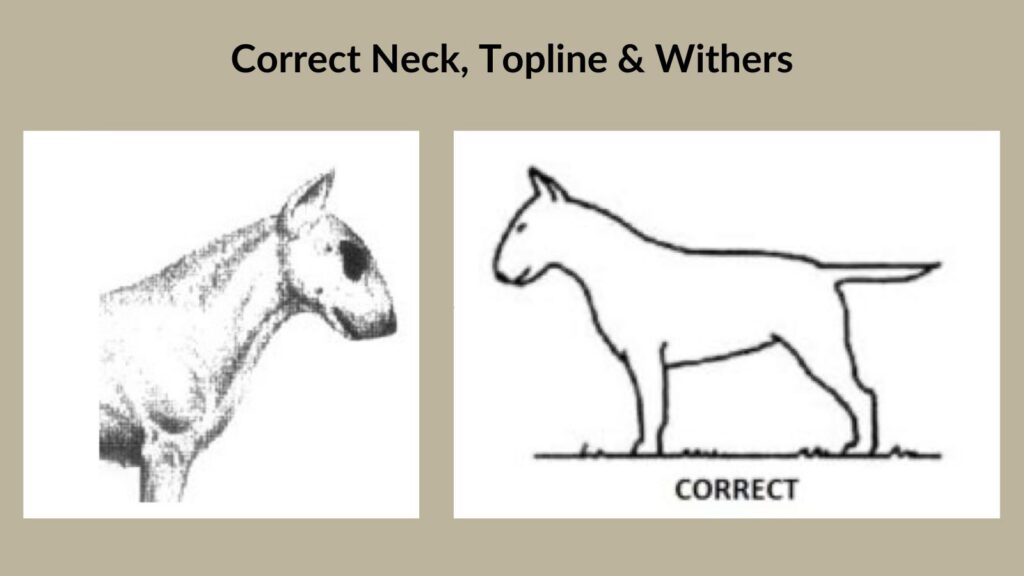 Neck Topline Withers