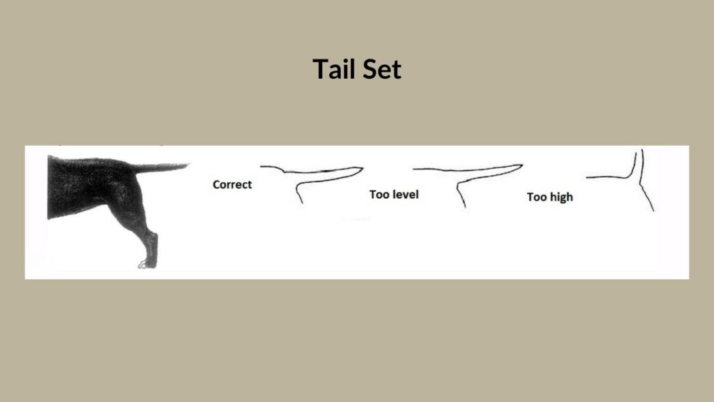 Tail set