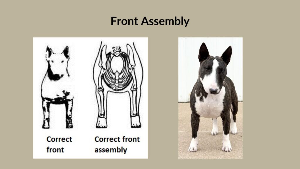 Front assembly