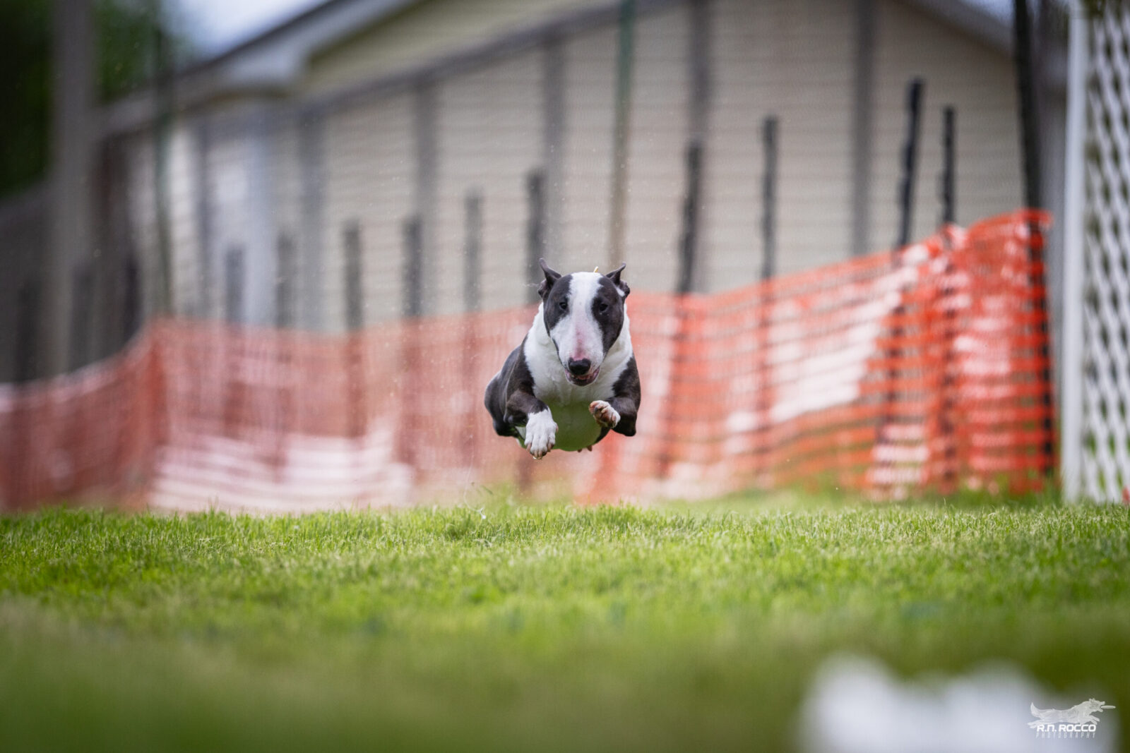 Mini Bull Terrier running Fast CAT