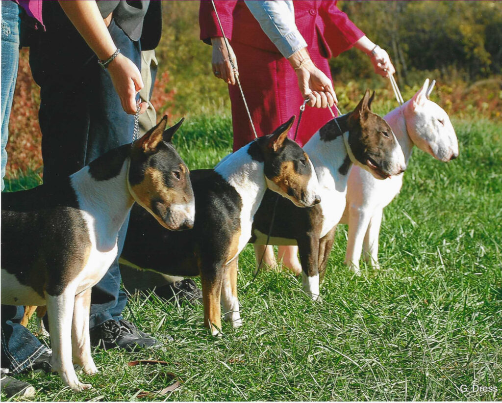 Hope litter of Mini Bull Terrier puppies