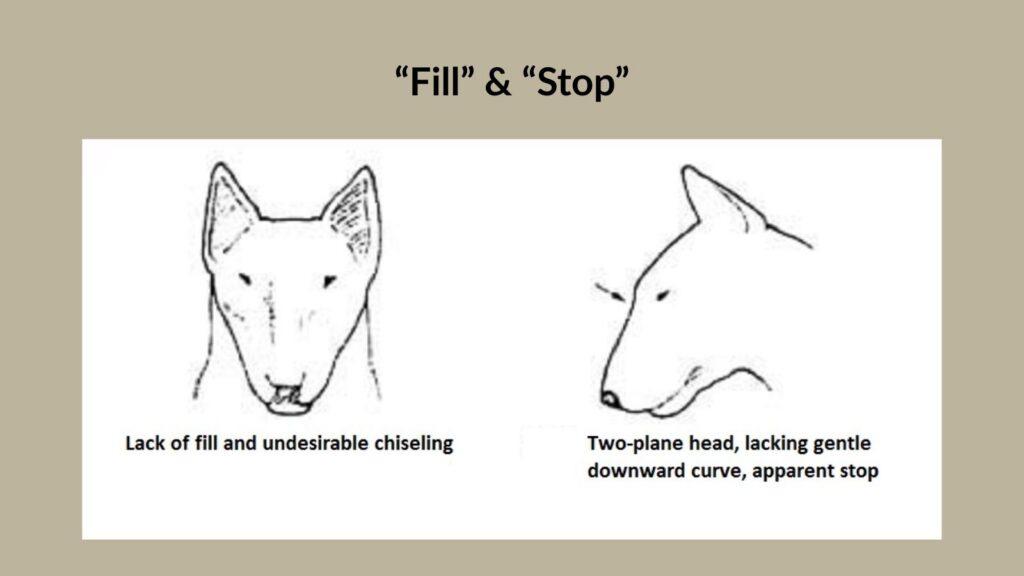 Fill and Stop