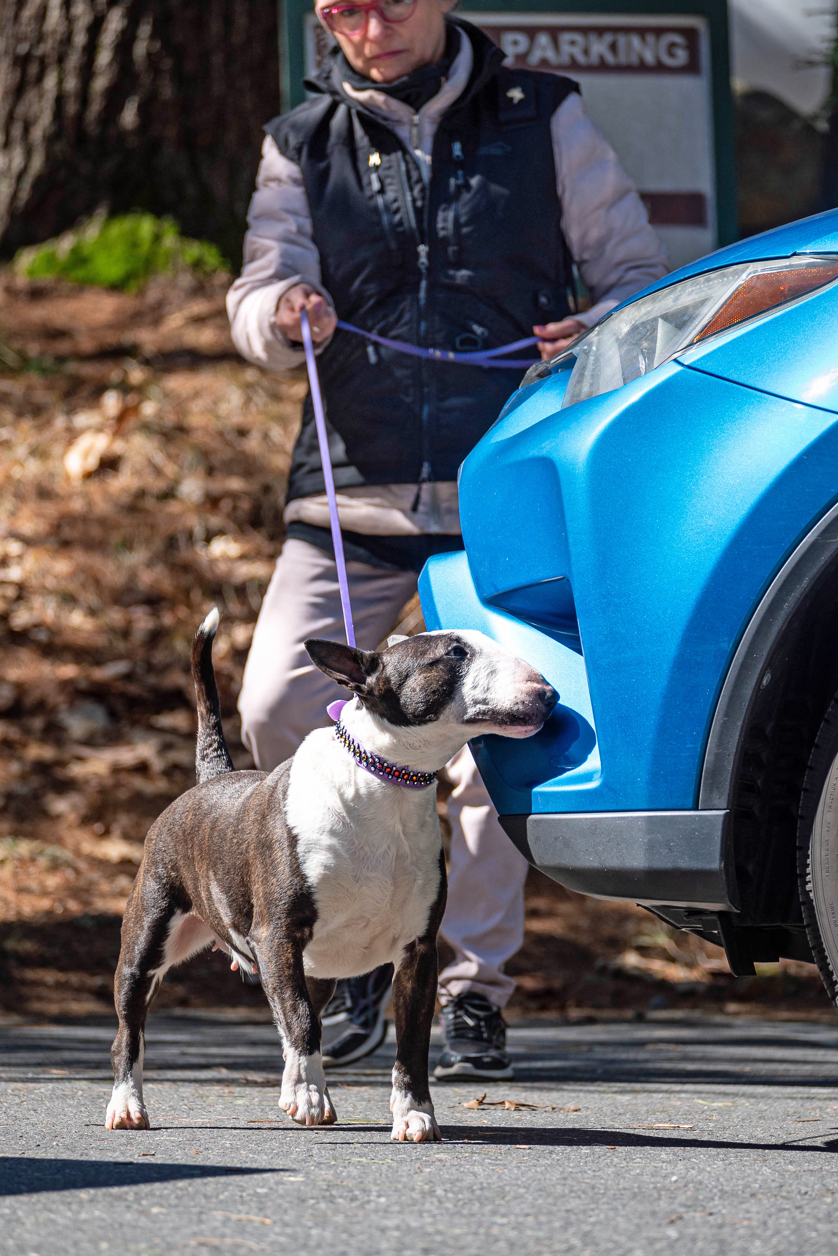 Dog with handler and vehicle during nose work training